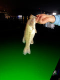 Bright Night Fishing Submersible Green LED (15,000 Lumen)